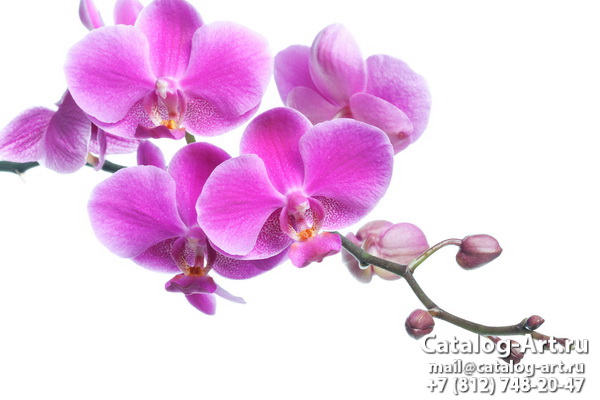 Pink orchids 11